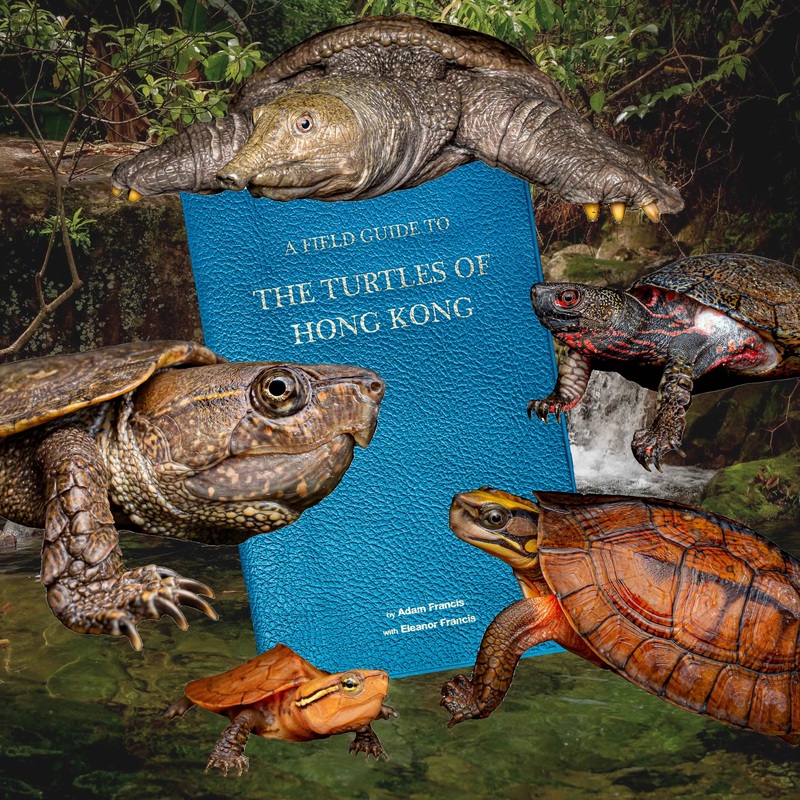 A Field Guide to the Turtles of Hong Kong