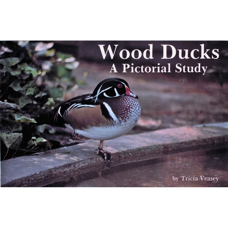 Wood Ducks